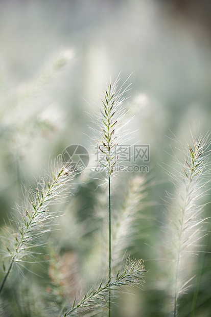 小清新花花草草素材图片