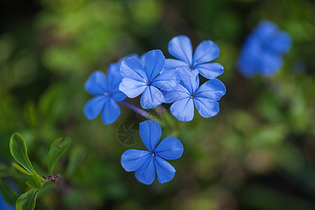 小清新花花草草素材图片