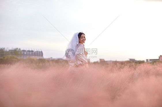 粉黛子花海写真图片