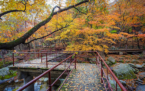 森林公园里铺满秋天落叶的小路图片