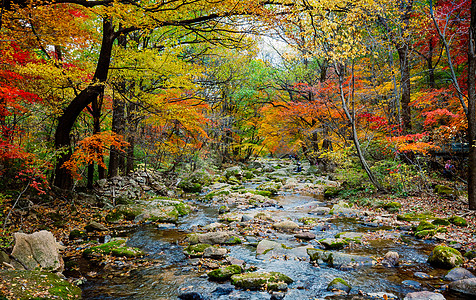 森林公园美丽的秋色背景图片