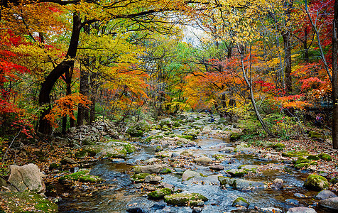 森林公园美丽的秋色背景图片