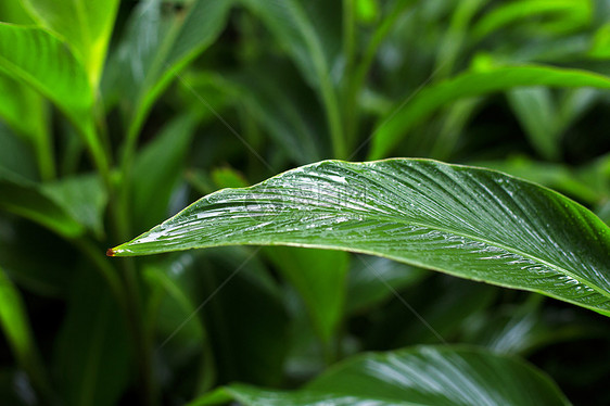 雨中的树叶图片