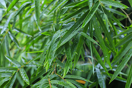 雨后的竹叶图片