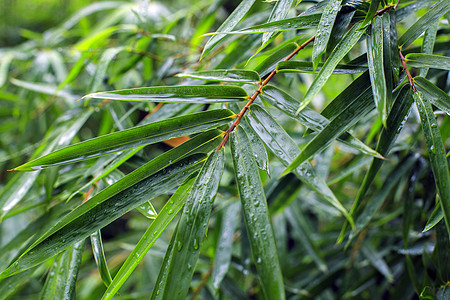 雨后的竹叶图片