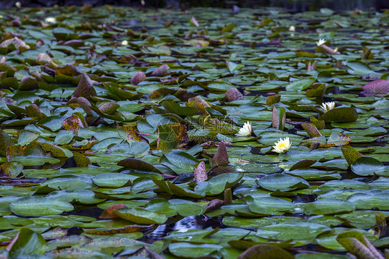 荷花池中的睡莲盛开图片