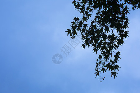 蓝天下的枫叶背景图片