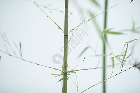 中国风极简竹子背景图片