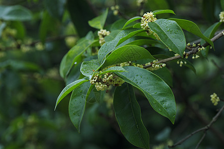 秋天桂花飘香图片