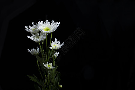 白色菊花图片 白色菊花素材 白色菊花高清图片 摄图网图片下载