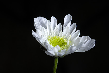 有露水的白色菊花特写图片