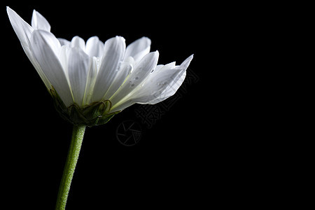 白色菊花正侧面图背景图片