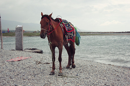 青海湖边一匹马背景图片