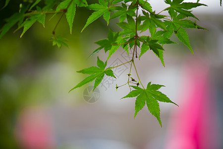 绿叶植物高清下载图片