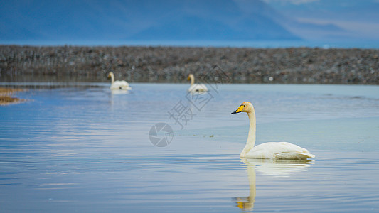 新疆赛里木湖天鹅图片