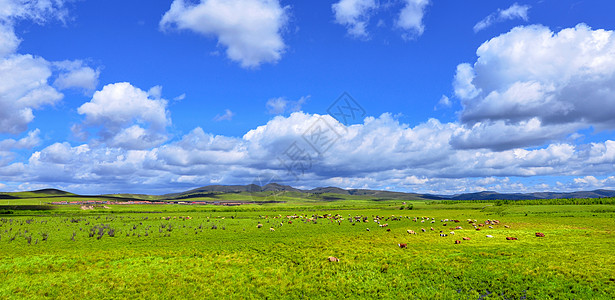 草地牛羊广阔草原背景