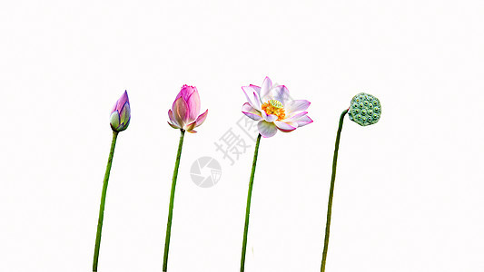 花芯照片 花芯背景 花芯摄影图片下载 摄图网