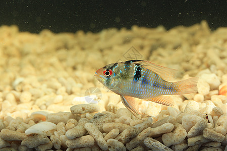 苏眉鱼鱼背景