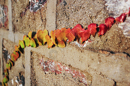 红色旅游爬在墙上的叶子背景