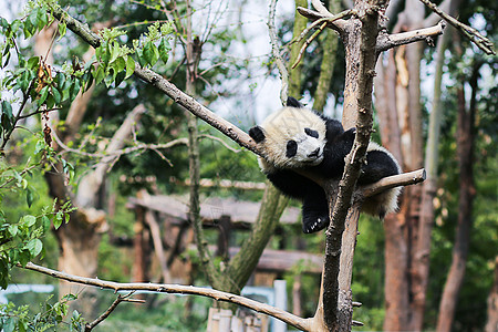 四川大熊猫图片