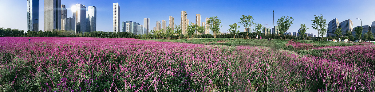 薰衣草庄园与城市高楼全景背景图片