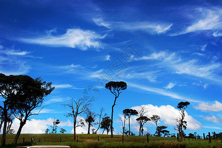 牧场奶牛斯里兰卡牧场背景