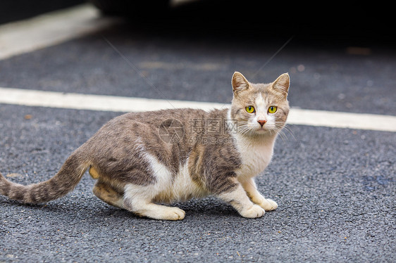 城市中的流浪猫图片