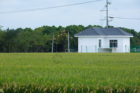 新农村的稻田背景图片