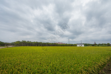 新农村的稻田背景图片