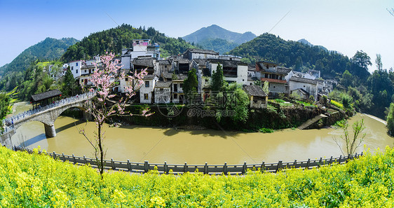 春天油菜花开油菜花田图片