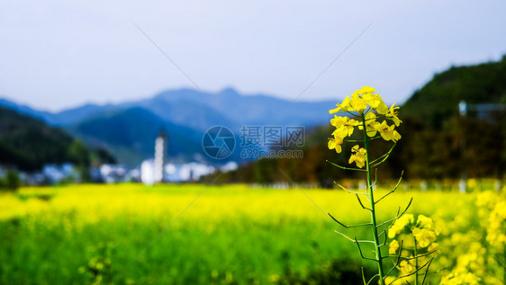 江南春季油菜花田图片