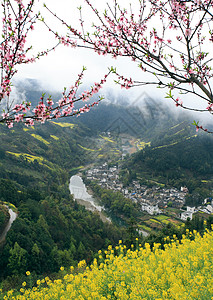 婺源油菜春天油菜花开背景