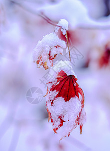 枫叶雪雪中枫叶背景