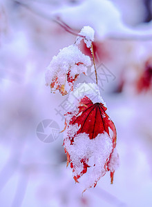 雪中枫叶图片