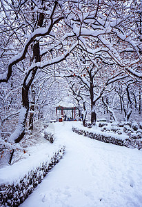 冬天美丽的雪景 图片