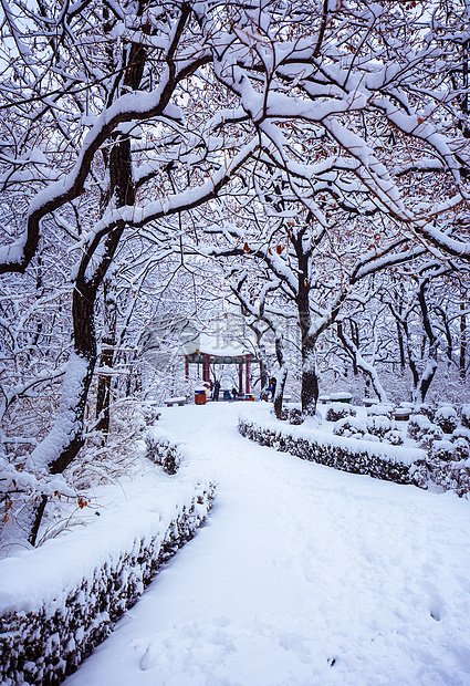 冬天美丽的雪景 图片