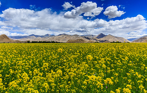 西藏油菜花图片