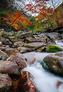 秋分风景秋天美丽的红叶背景