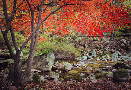 秋天美丽的红枫图片