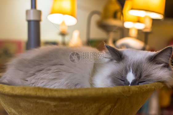 睡眠中的猫咪背景图片