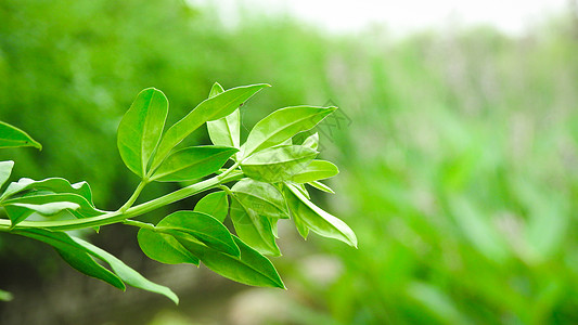 绿色植物特写图片