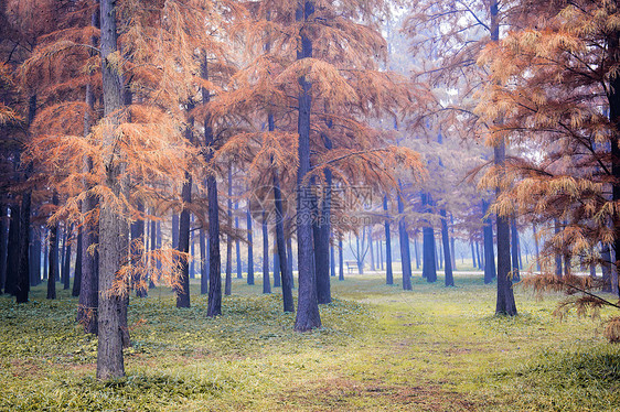 秋天的水杉树图片