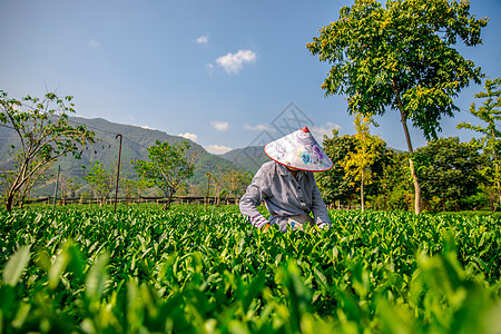 茶园采茶图片