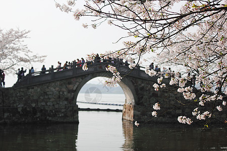 无锡鼋头渚樱花背景图片