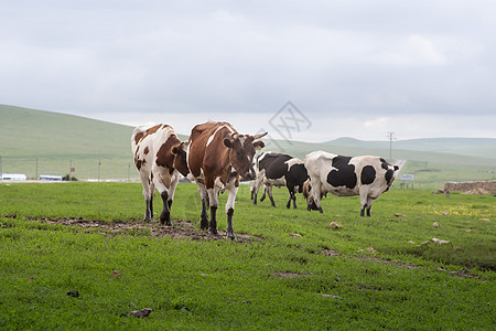 草原上的牛内蒙古风景高清图片