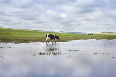 黑色的牛草原上的牛背景