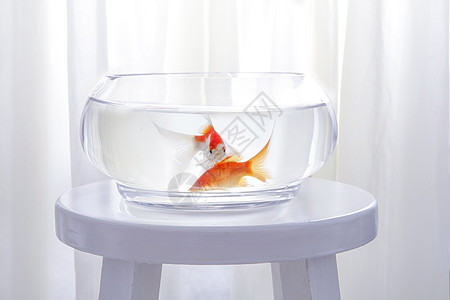 游动的金鱼放在室内鱼缸高清图片