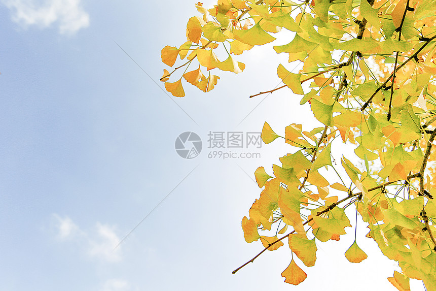 阳光下的银杏树图片