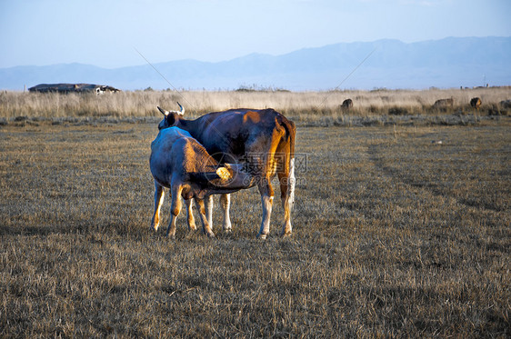 新疆库鲁斯台牧业草原图片