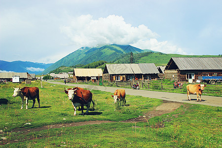牛素材新疆禾木村背景